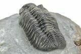 Phacopid (Adrisiops) Trilobite - Jbel Oudriss, Morocco #253698-5